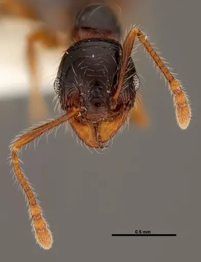 Pheidole bigote - JTLC000014973