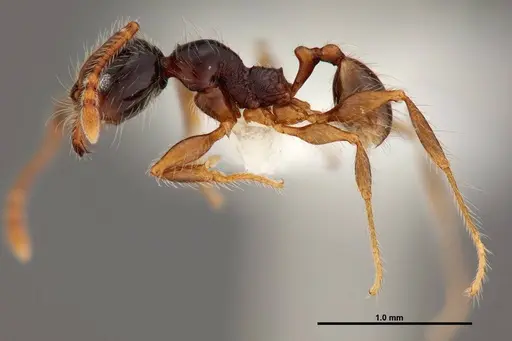 Pheidole bigote - JTLC000014973