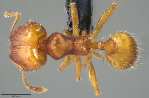 Pheidole bilimeki specimen