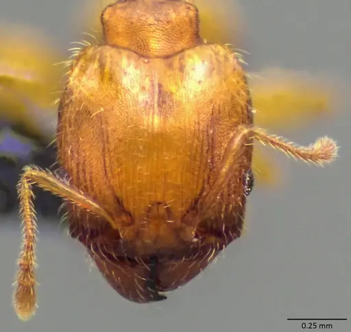 Pheidole bilimeki specimen