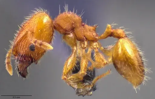 Pheidole bilimeki specimen