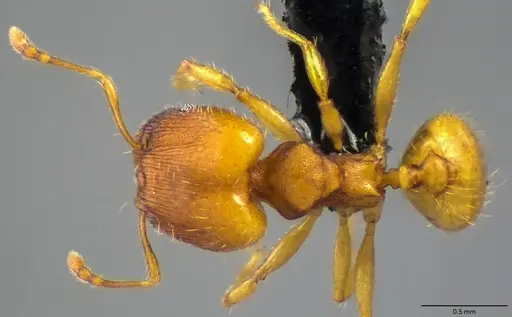 Pheidole bilimeki - ANTWEB1060066