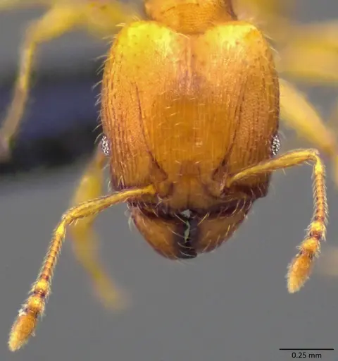 Pheidole bilimeki - ANTWEB1060066