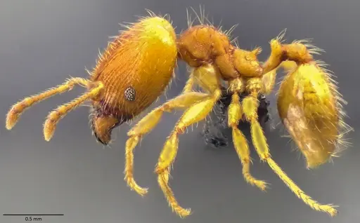 Pheidole bilimeki - ANTWEB1060066