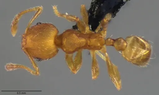 Pheidole bilimeki - ANTWEB1060067