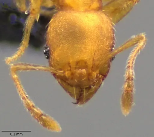 Pheidole bilimeki - ANTWEB1060067