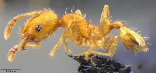 Pheidole bilimeki - ANTWEB1060067