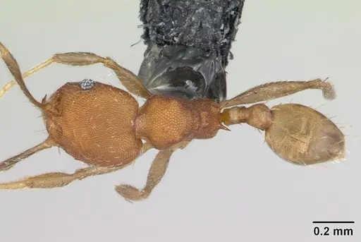 Pheidole bilimeki - CASENT0173658