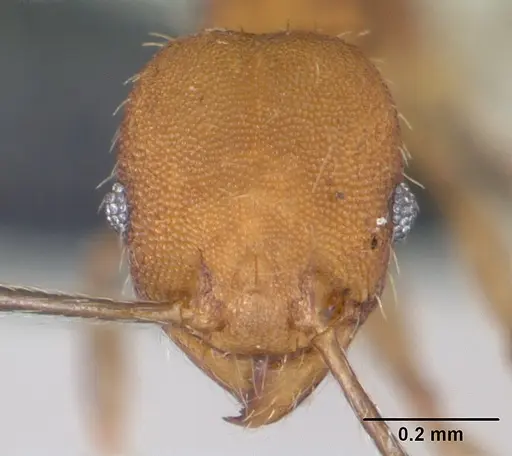 Pheidole bilimeki - CASENT0173658