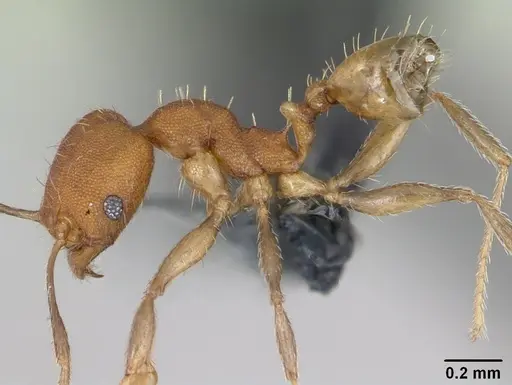 Pheidole bilimeki - CASENT0173658