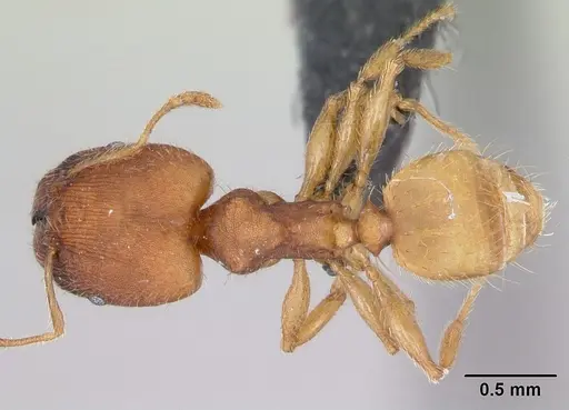 Pheidole bilimeki - CASENT0173659