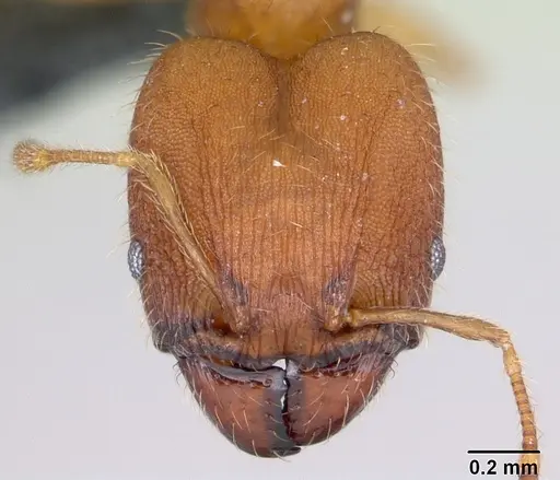 Pheidole bilimeki - CASENT0173659