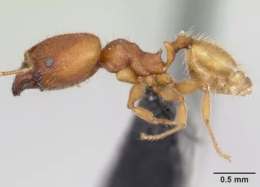 Pheidole bilimeki - CASENT0173659