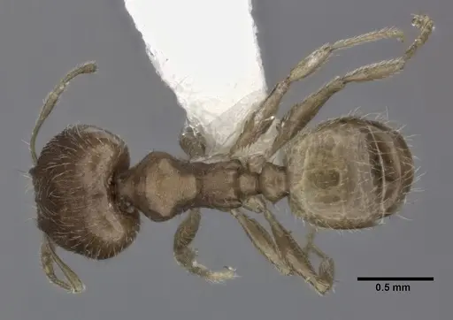 Pheidole bilimeki - CASENT0246095