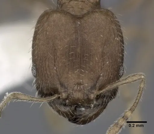Pheidole bilimeki - CASENT0246095