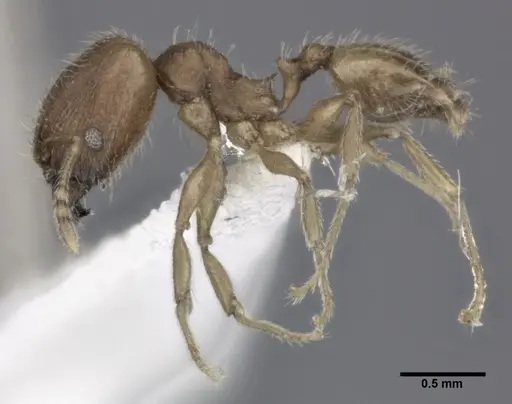 Pheidole bilimeki - CASENT0246095