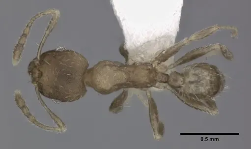 Pheidole bilimeki - CASENT0246096