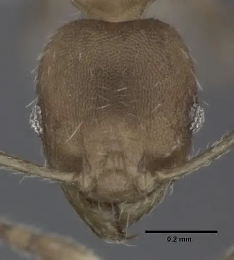 Pheidole bilimeki - CASENT0246096