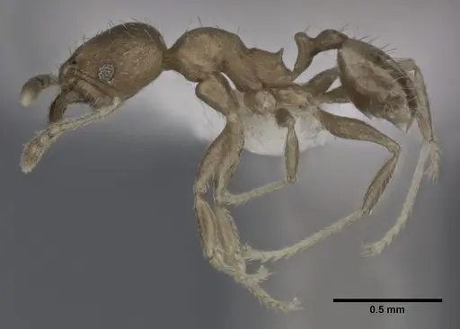Pheidole bilimeki - CASENT0246096