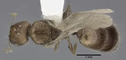 Pheidole bilimeki - CASENT0246097