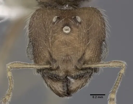 Pheidole bilimeki - CASENT0246097