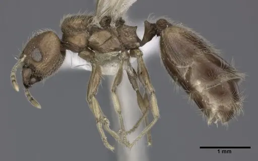 Pheidole bilimeki - CASENT0246097