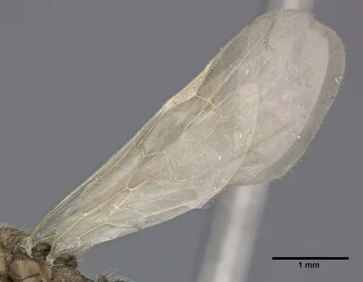 Pheidole bilimeki - CASENT0246097