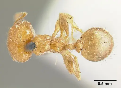 Pheidole bilimeki - CASENT0601281