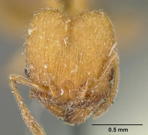 Pheidole bilimeki - CASENT0601281