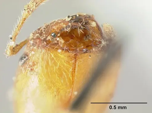 Pheidole bilimeki - CASENT0601281