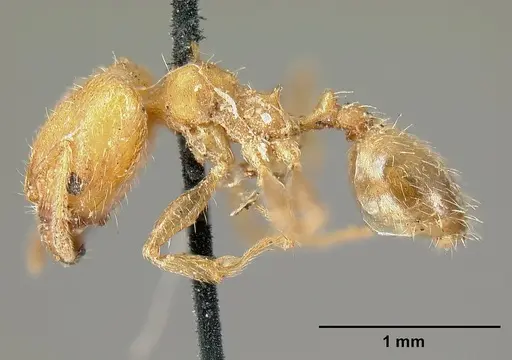 Pheidole bilimeki - CASENT0601281