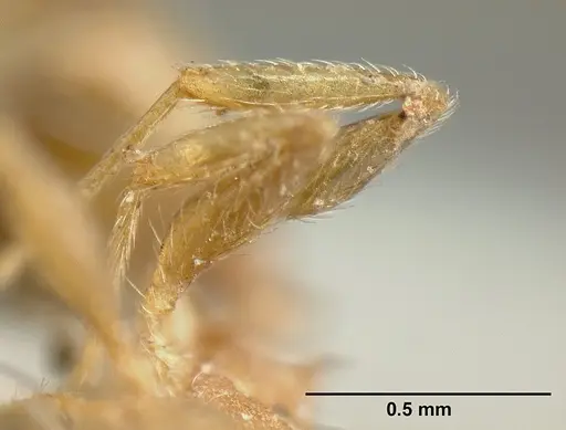 Pheidole bilimeki - CASENT0601281