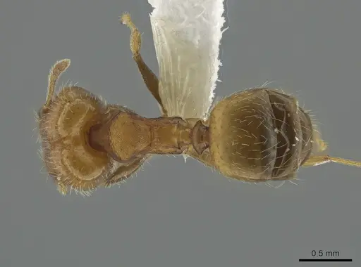 Pheidole bilimeki - CASENT0637209