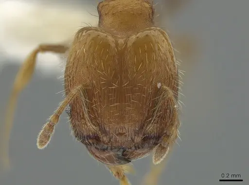 Pheidole bilimeki - CASENT0637209