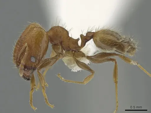Pheidole bilimeki - CASENT0637209