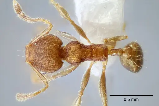 Pheidole bilimeki - CASENT0649570