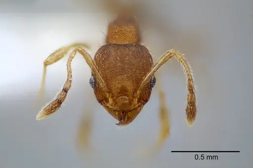 Pheidole bilimeki - CASENT0649570