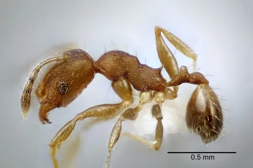 Pheidole bilimeki - CASENT0649570