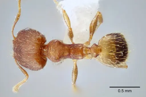 Pheidole bilimeki - CASENT0649571