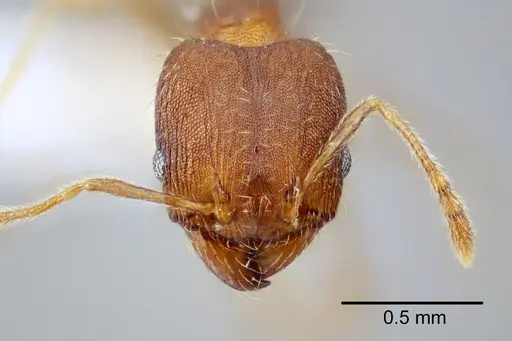 Pheidole bilimeki - CASENT0649571