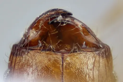 Pheidole bilimeki - CASENT0649571