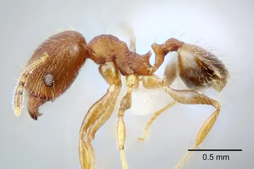 Pheidole bilimeki - CASENT0649571