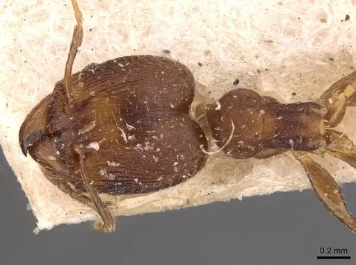 Pheidole bilimeki - CASENT0908251