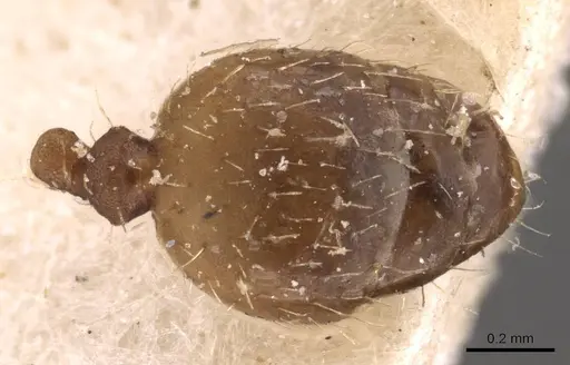Pheidole bilimeki - CASENT0908251