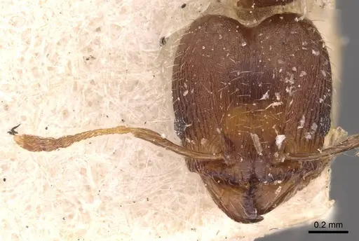 Pheidole bilimeki - CASENT0908251