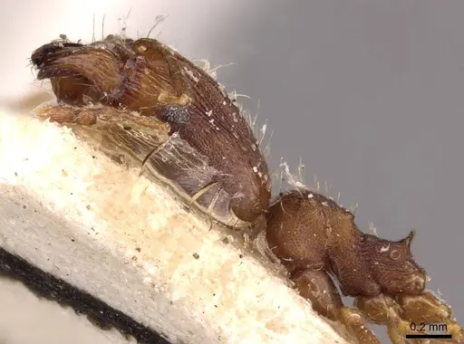 Pheidole bilimeki - CASENT0908251