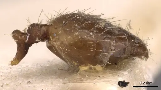 Pheidole bilimeki - CASENT0908251