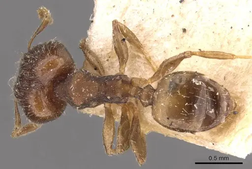 Pheidole bilimeki - CASENT0908278