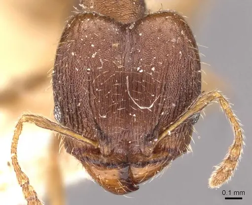 Pheidole bilimeki - CASENT0908278