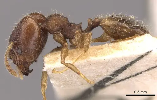Pheidole bilimeki - CASENT0908278